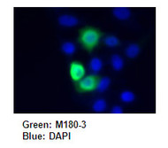 Anti-HA-tag mAb for My select sampler set (Clone: TANA2)