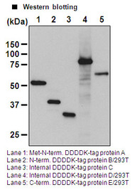Anti-DDDDK-tag mAb-HRP-DirecT (Clone: FLA-1)