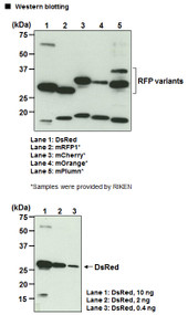 Anti-RFP mAb for My select sampler set (Clone: 1G9)
