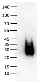 Anti CD90 mAb (Clone: A6-10G9)