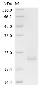 Recombinant Human Early activation antigen CD69(CD69),partial (CSB ...