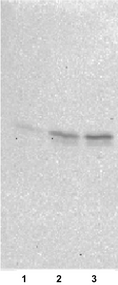 Immunoblot analysis. 1) Peripheral blood mononuclear cells (PBMCs) 2) Anti-canine CD3 antibody-stimulated lymphocytes 3) PHA-stimulated lymphocytes