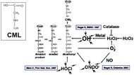 Figure 1. CML production pathway.