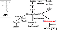 Figure 1. CEL production pathway.
