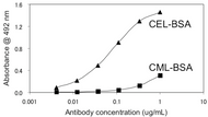 Figure 2. Immunoreactivity of the CEL-SP monoclonal antibody to CEL-BSA and CML-BSA.