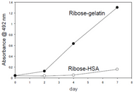 Figure 2. Immunoreactivity of the CMA monoclonal antibody (3F5)  to Ribose-gelatin and Ribose-HAS.