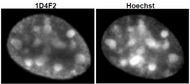 Anti Histone H3.1/H3.2 mAb (Clone: 1D4F2)
