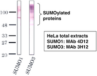 Immunoblot analysis of SUMO1 antibody (4D12) and SUMO3 antibody (3H12) on HeLa cell extracts.