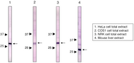 Immunoblot analysis of Prohibitin 1 antibody (1G5C1) 1) HeLa cell extract 2) COS1 cell extract 3) NRK cell extract 4) Mouse liver extract