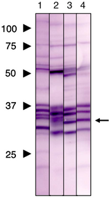 Immunoblot analysis of Prohibitin2 antibody (7F8E3). 1) HeLa cell extract 2) COS1 cell extract 3) NRK cell extract 4) Mouse liver extract