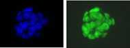 Immunocytochemistry/Immunofluorescence analysis of Oct4/Pou5f1 antibody (1C10) on mouse ES cells. DAPI (blue), Oct4 (green)