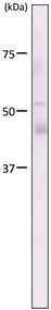 Immunoblot analysis of Oct4/Pou5f1 antibody (1C10) on mouse ES total extracts.
