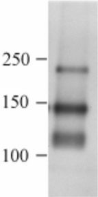 Immunoblot analysis of canine brain tissue with anti-canine CD56 mAb (K9BYU).