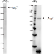 Left: Western blot application example using HeLa cell extract  Right: IP application example using HeLa cell extract