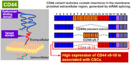 Figure 1. CD44 is a single-pass type I transmembrane protein that functions as a cellular adhesion molecule for hyaluronic acid, a major component of the extracellular matrix. It exists in numerous isoforms that are generated through alternative splicing of CD44 precursor mRNA.