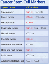 Figure 2. CD44 is a Cancer Stem Cell Marker.