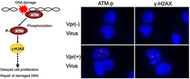 Figure 1. Focus formation of phosphorylation of ATM (ATM-p) and γ-H2AX following Vpr expression in MIT-23 cells.  Cells were stained with antibodies against ATM-p and γ-H2AX. Signals for ATM-p and γ-H2AX are depicted as red spots in the nucleus (blue).