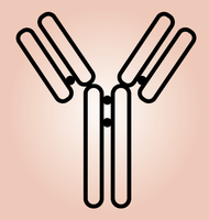 Anti Abscisic-Aldehyde Oxidase (Aldehyde Oxidase 3) pAb (Rabbit, Ammonium Sulfate Purified)