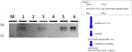 Figure 3. IP-WB of human serum exosomes. Sample 1. Anti-CD81 (12C4) - Serum A 2. Control antibody - Serum A 3. Anti-CD81 (12C4) - Serum B 4. Control antibody - Serum B 5. Ultracentrifugation - Serum A 6. Ultracentrifugation - Serum A