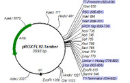 pROX-FL92.1amber