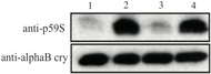Immunoblot analysis of anti alpha-B crystallin p59S antibody.  U373MG cell lysates: 1: control 2: 4mM H2O2 for 90min 3: 4mM H2O2 + 10uM SB203580 for 90min 4: 4mM H2O2 + 30uM SB203580 for 90min