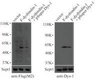 Figure 2. Western blot with Anti Dysbindin-1 antibody.