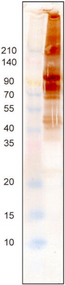 Immunoblot analysis of raw milk with anti-milk exosome antibody (CAC-EXO-AB-01).