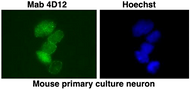 Anti SUMO1 mAb (Clone 4D12)