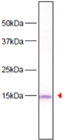 Immunoblot analysis of HeLa cell extracts using histone H3 S10ph antibody 6G8B7.