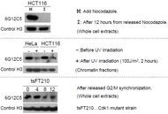 Immunoblot analysis of treated-cell extracts using histone H3 T11ph antibody 6G12C5.
