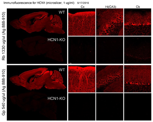 HCN1 pAb (GP) [Catalog No.: NMD-MSFR103140, NMD-MSFR103150]