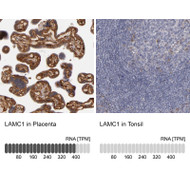 Western blot analysis in human cell line BEWO.