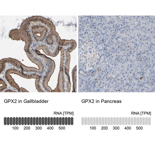 Anti GPX2 pAb [Catalog No.: ATL-HPA003545]