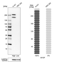 Western blot analysis in human cell lines A-431 and HEK293 using Anti-MYOF antibody. Corresponding MYOF RNA-seq data are presented for the same cell lines. Loading control: Anti-GAPDH.