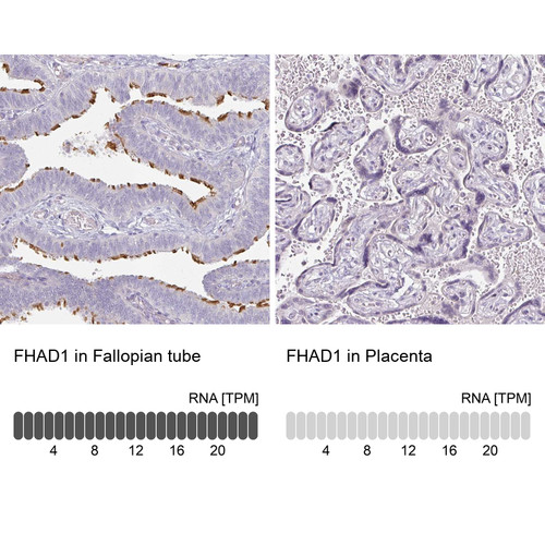 Anti FHAD1 pAb [Catalog No.: ATL-HPA054284]