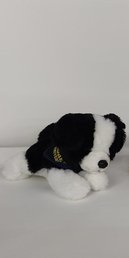Tiny Tykes, Mini Border Collie