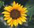 Aussie Seed Bombs - Sunflowers