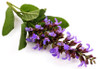Sage Essential Oil
