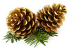 Pine Essential Oil