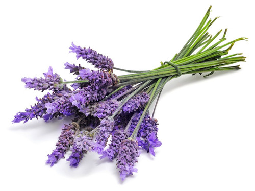 Lavender Body Oil