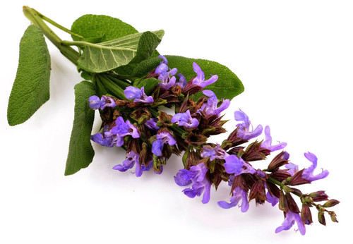 Sage Essential Oil