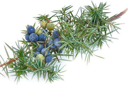 Juniper Essential Oil