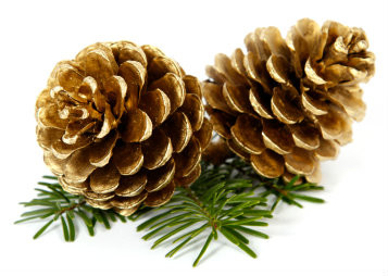 Pine Essential Oil