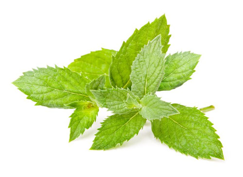 Spearmint Essential Oil