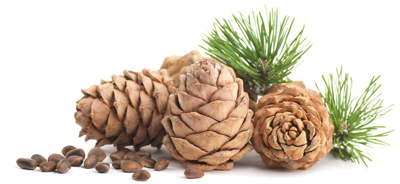 Cedarwood Essential Oil