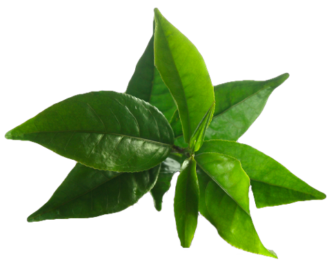 Tea Tree Essential Oil