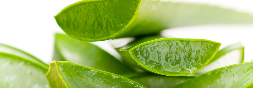 Aloe Vera for Natural Hair
