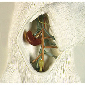 MD-PVC Rat Model - Braintree Scientific - Lab Research Products