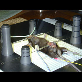 Animal Surgery Board