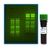 SmartGlow Safe Green Pre Stain, 1.0ml